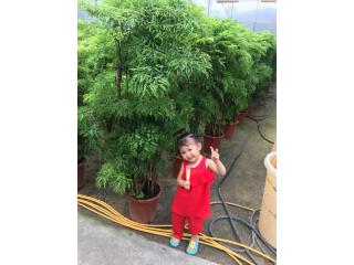 羽叶福禄桐