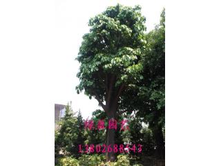 萍婆树