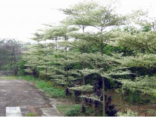 锦叶榄仁