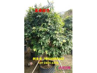 肯布卡嘉宝果