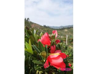 茶花