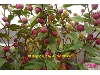 紫花含笑