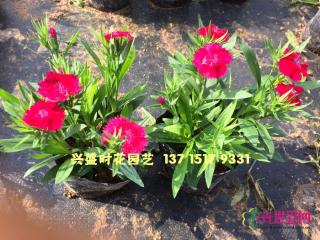 石竹