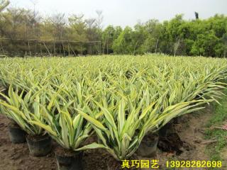 万年麻