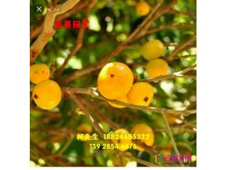 肯布卡嘉宝果